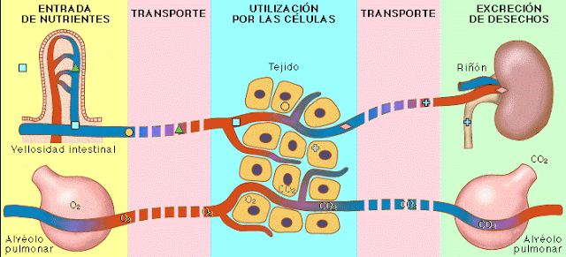 20170501_comofucncionaocorpo_blog_saladeobservacao