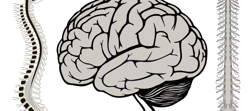 Terapia craniossacral mobiliza fluidos e&nbsp;fáscia