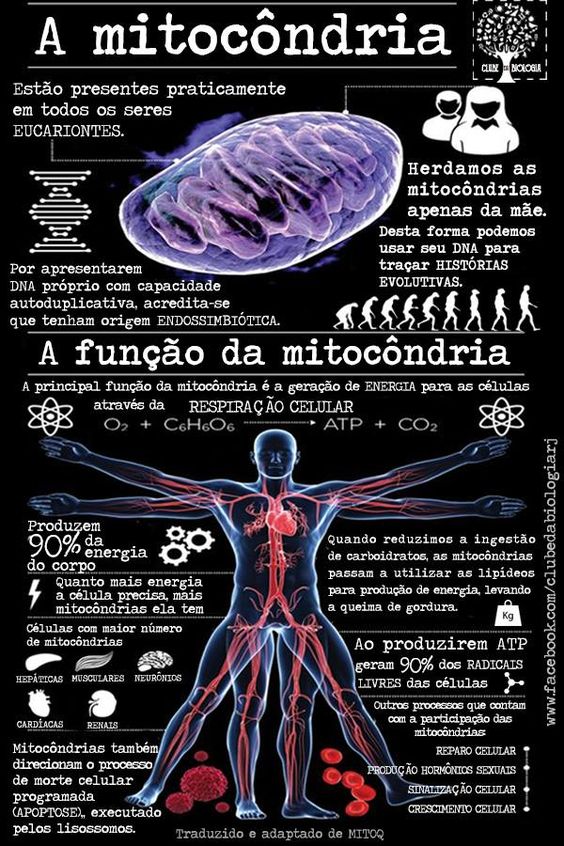20170513_mitocondria_pinterest_clubedabiologia