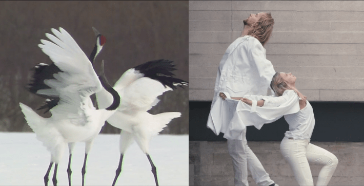 Danças rituais, danças&nbsp;animais