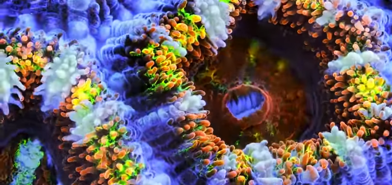 Um olhar da ciência para a ligação entre humano e&nbsp;oceano