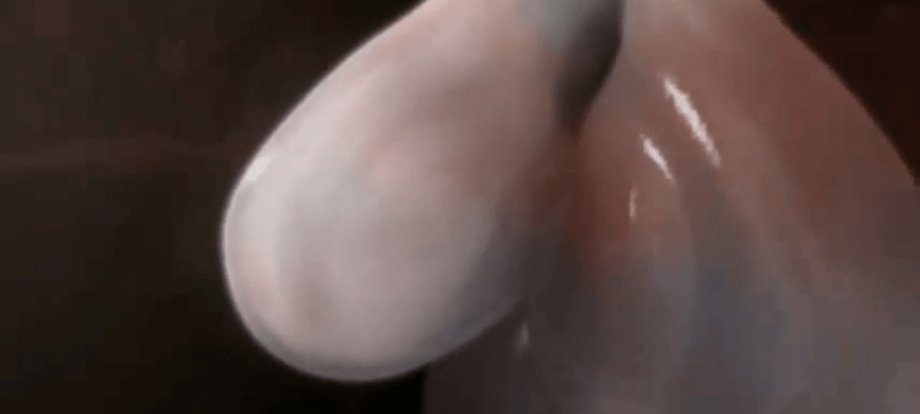 Nutrir e proteger conectam o ser humano a suas&nbsp;origens