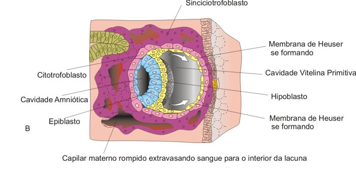 20171029_infoescola_formacao-cavidade-amniotica