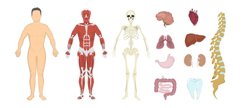 Integração entre ossos e órgãos e&nbsp;músculos