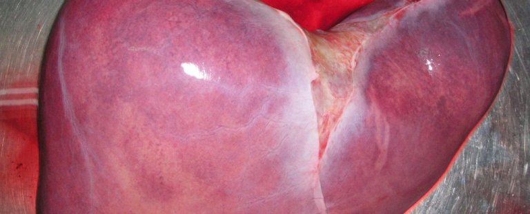 20171104_sciencealert_suseno_wikimediacommons