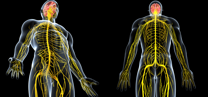 Conexão cérebro-espinhal une cognição, estrutura e&nbsp;mobilidade