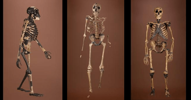 20171119_fosseisancestrais_smithsonianinstituion