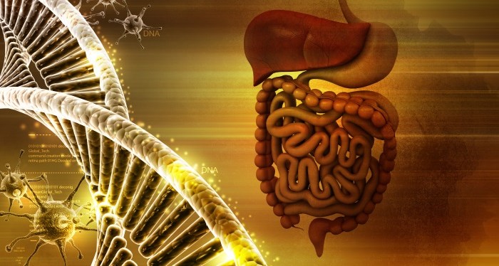 Ação básica do sistema digestório conecta nutrição, energia, excreção