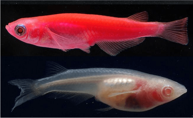 20180113_popsci_dnadocorpo3d