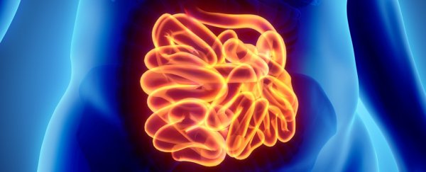 226-second-brain-enteric-nervous-system-colon_600