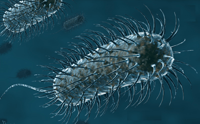 bacteria_ufhealth