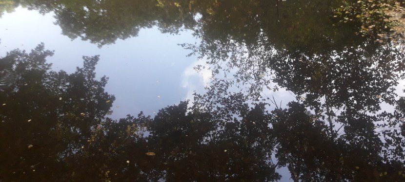 Contemplação como conexão do corpo com o ambiente e a sustentabilidade