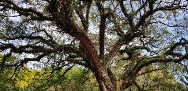 sosma_fotografia_20180630_102554-614x298