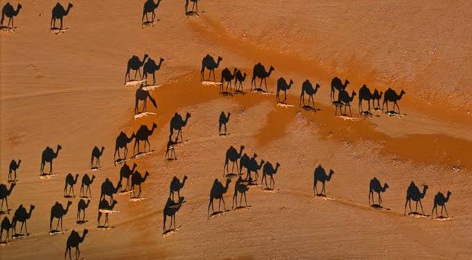 De camelos, humanos e educação&nbsp;transformadora